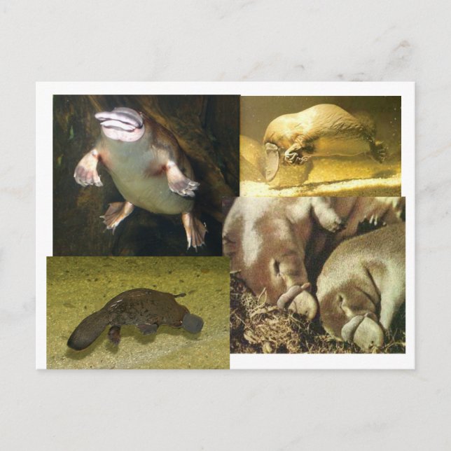 Platypus Panorama Postcard (Front)