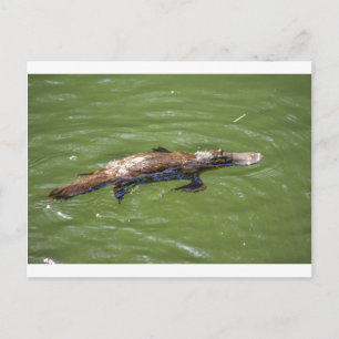 PLATYPUS QUEENSLAND AUSTRALIA POSTCARD