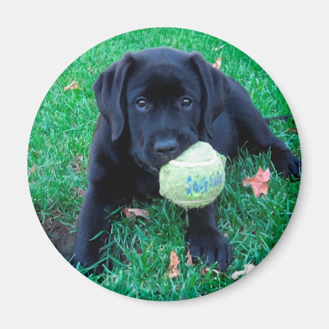 Play Ball - Labrador Puppy - Black Lab Magnet (Front)