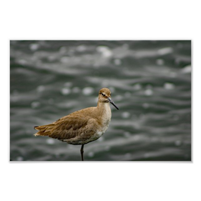 Play Del Rey Photo Print (Front)