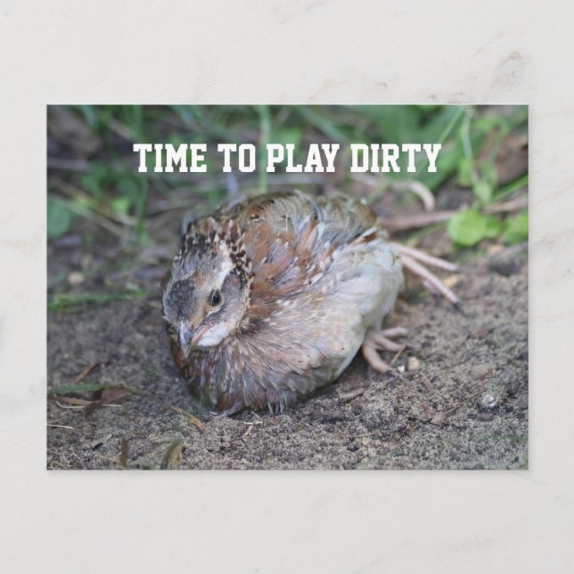Play Dirty, Bob White Quail Taking a Dirt Bath Postcard (Front)