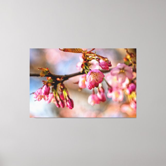 Play Of Light And Shadow On Sakura Flower Petals Canvas Print (Front)