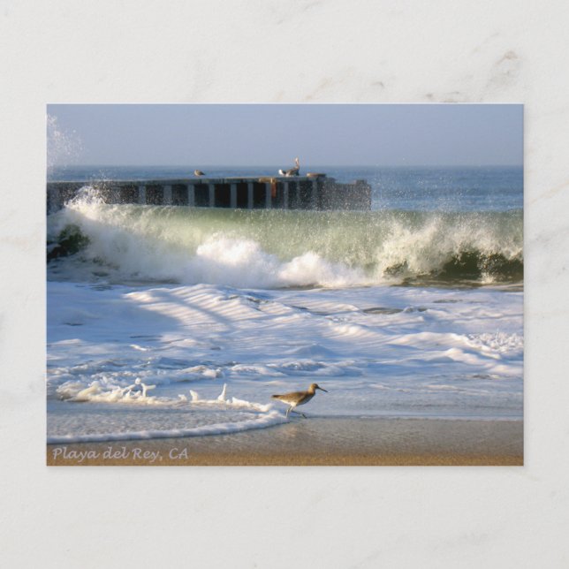 Playa del Rey Surf Birds - Mike Izzo Postcard (Front)