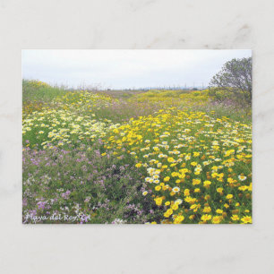 Playa del Rey Wildflowers - Mike Izzo Postcard