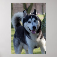 Playful Alaska Husky Sled Dog Beautiful Art Print