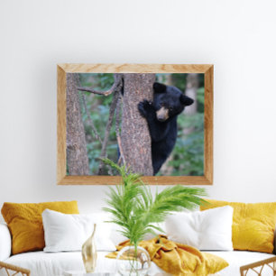 Playful Baby Black Bear Cub in Tree Photo Poster