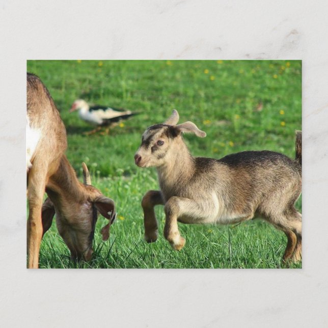 Playful Baby Goat Postcard (Front)