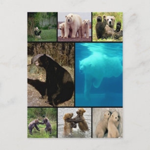 Playful Bears Postcard