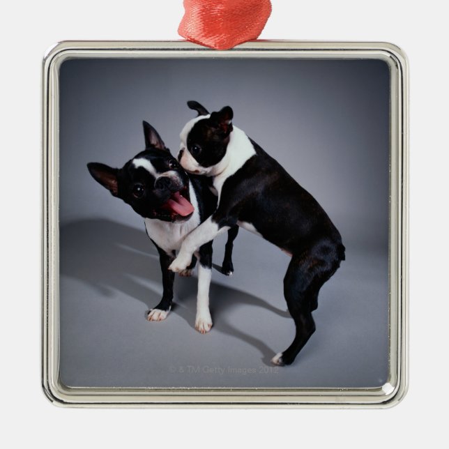 Playful Boston Terriers Metal Tree Decoration (Front)