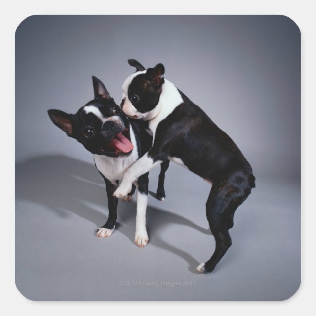 Playful Boston Terriers Square Sticker (Front)