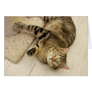 Playful Cat