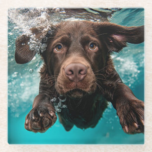 Playful Chocolate Labrador Swimming Underwater Glass Coaster