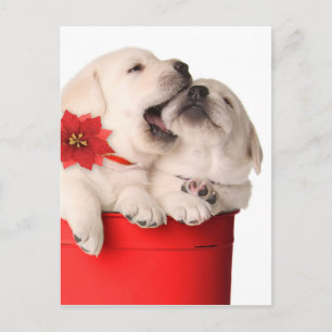 Playful Christmas Puppies In A Red Container Holiday Postcard