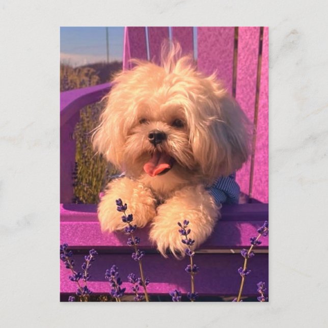 Playful Cuddly Shih Tzu Puppy Smiles (Dog Days) Holiday Postcard (Front)