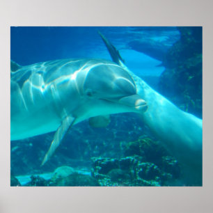 Playful Dolphins Poster