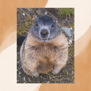 Playful Groundhog Close-Up Wildlife Postcard