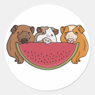 Playful Guinea Pigs and Watermelon Illustration Classic Round Sticker