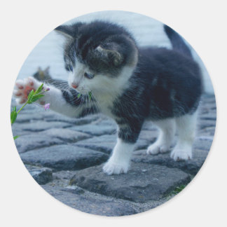 Playful kitten classic round sticker