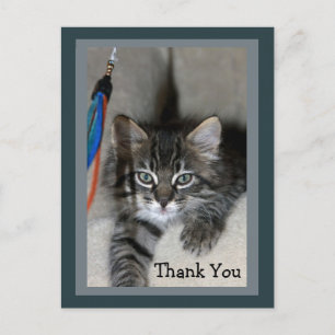 Playful Kitten Kimber Thank You Postcard