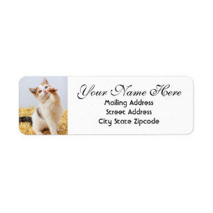 Playful Kitten Return Address