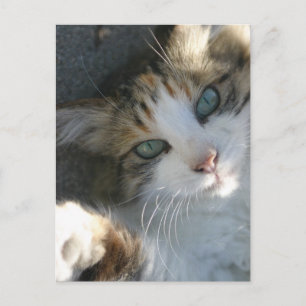 Playful Kitty Postcard