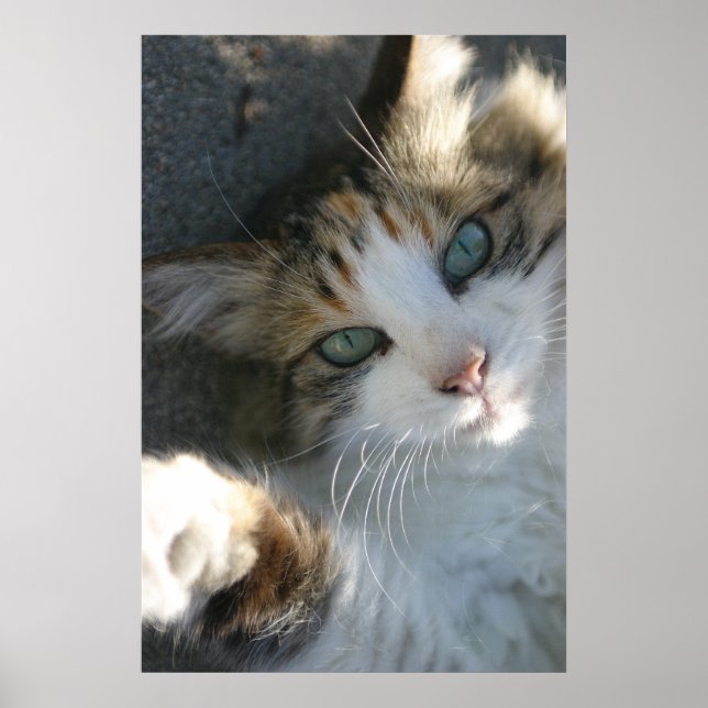 Playful Kitty Poster (Front)