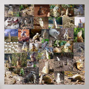 Playful Meerkats Large Photo Collage, Poster