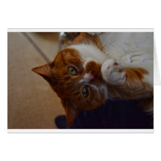 Playful Nutmeg.