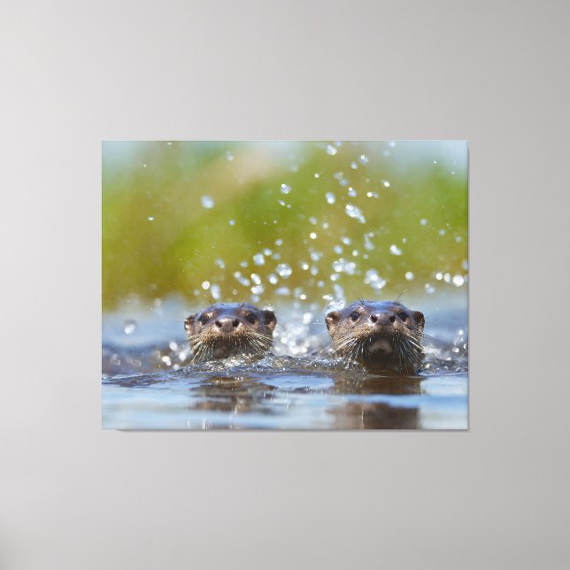 Playful Otters Popping Up Water Splash Canvas Print (Front)
