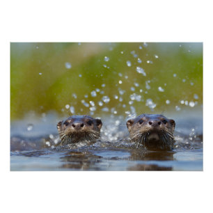 Playful Otters Popping Up Water Splash Poster