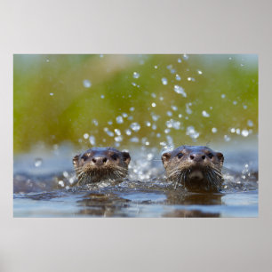 Playful Otters Popping Up Water Splash Poster