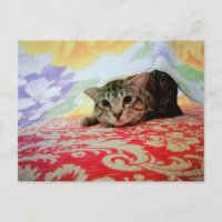 Playful Pet Cat Portrait In Bed