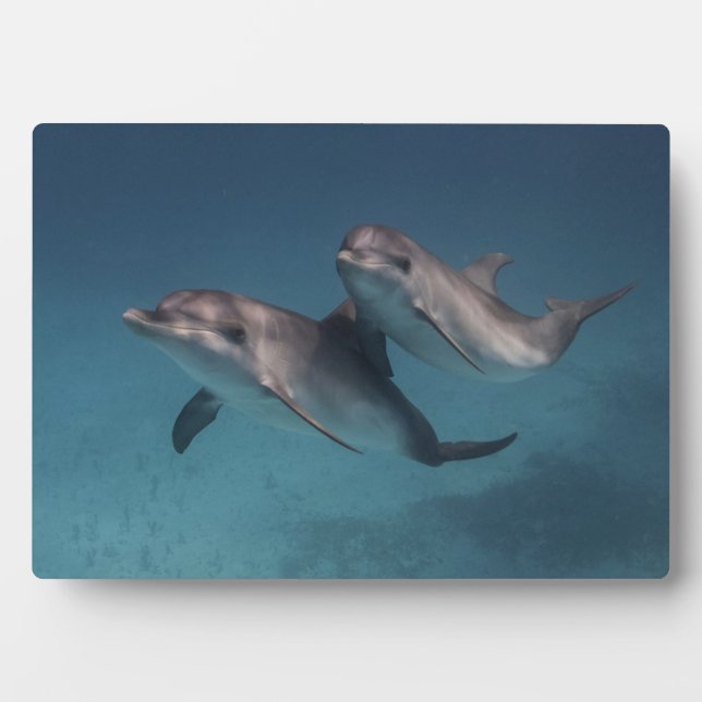 Playful Pose Plaque (Front)