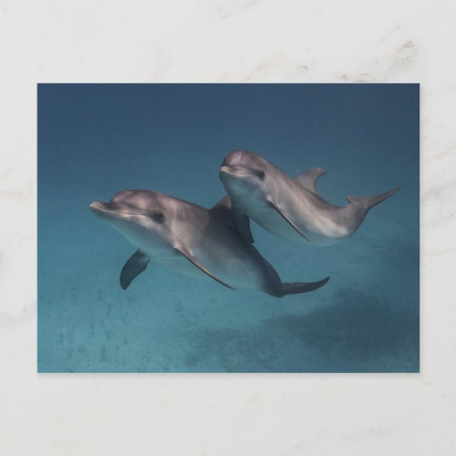 Playful Pose Postcard (Front)