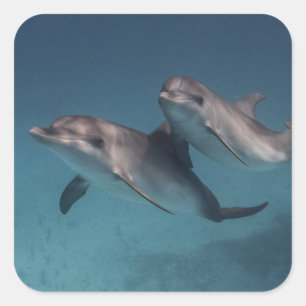 Playful Pose Square Sticker