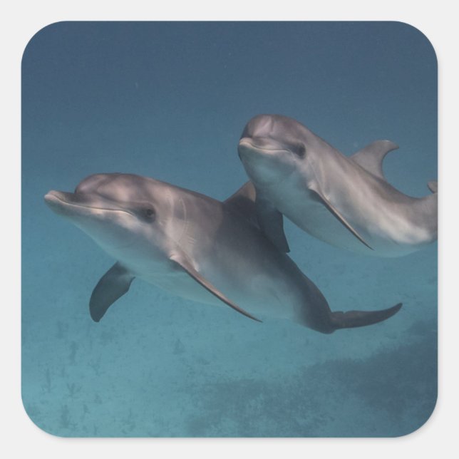 Playful Pose Square Sticker (Front)