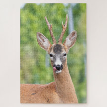 Playful Roe Buck in Green Woodland