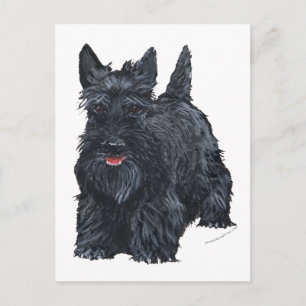 Playful Scottish Terrier Postcard