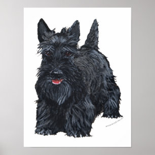 Playful Scottish Terrier Poster