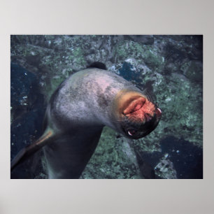 Playful Sea Lion Poster