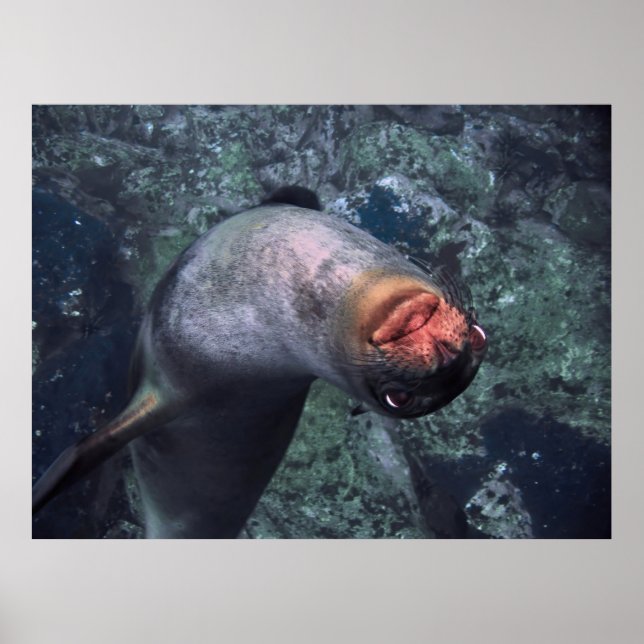 Playful Sea Lion Poster (Front)