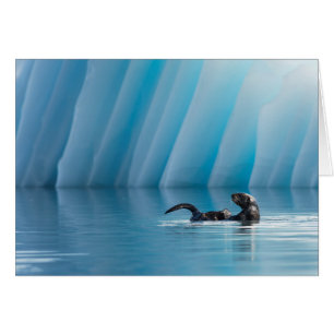 Playful Sea Otter