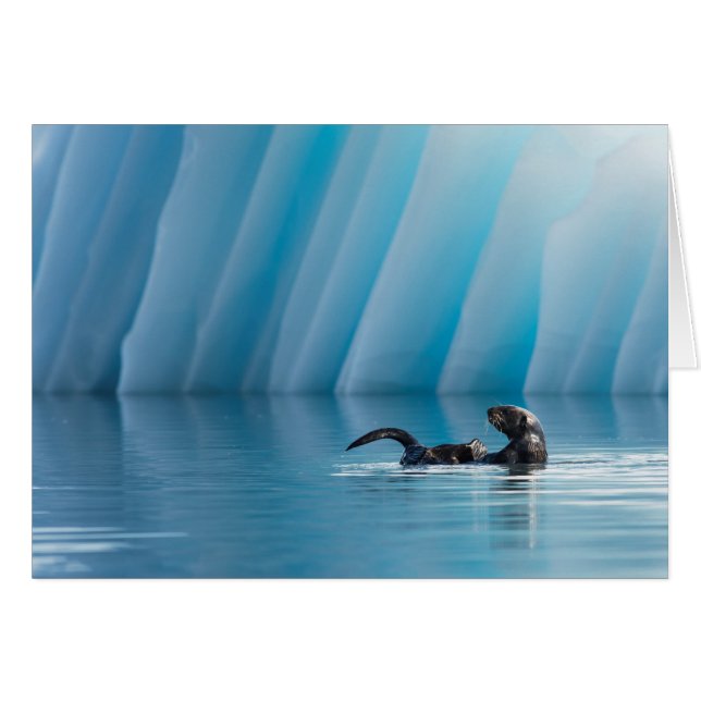 Playful Sea Otter (Front Horizontal)