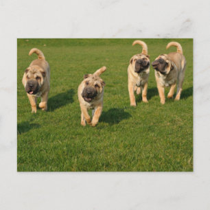 Playful Shar Pei Puppies Postcard