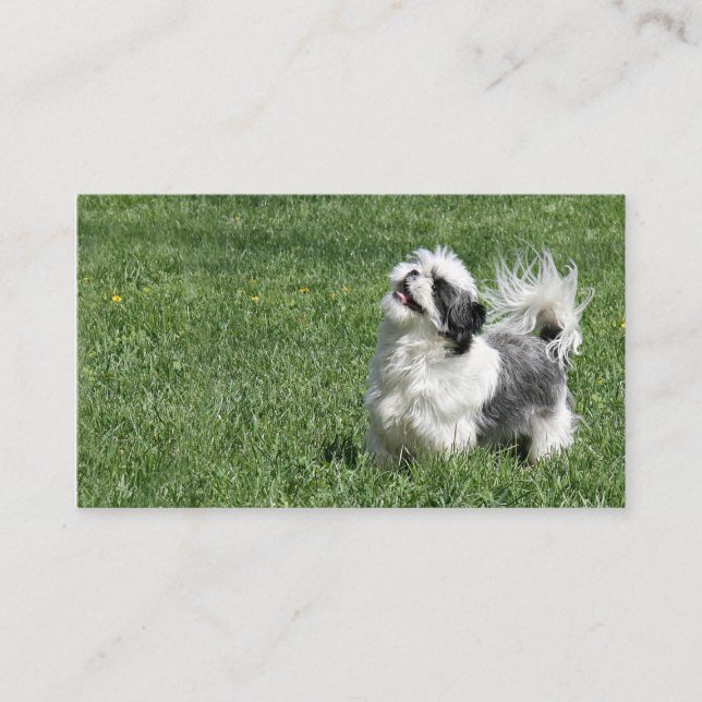 Playful Shih Tzu business card (Front)
