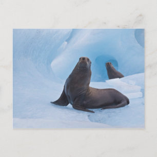 Playful stellar sea lions wrestle on iceberg postcard