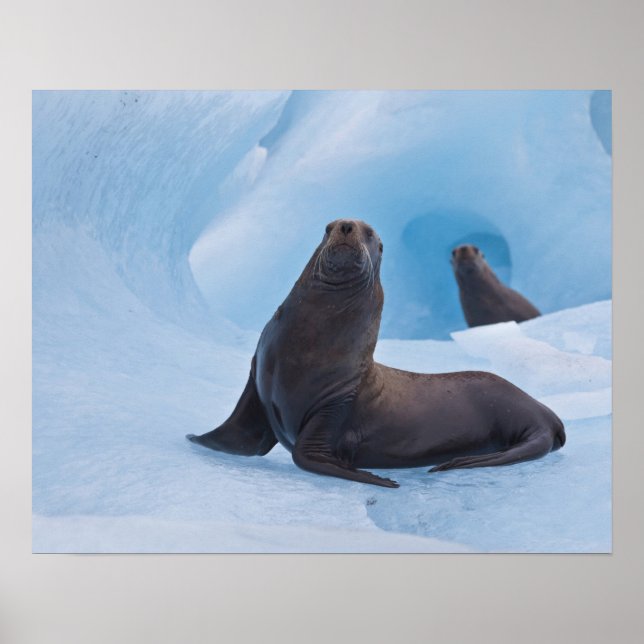 Playful stellar sea lions wrestle on iceberg poster (Front)