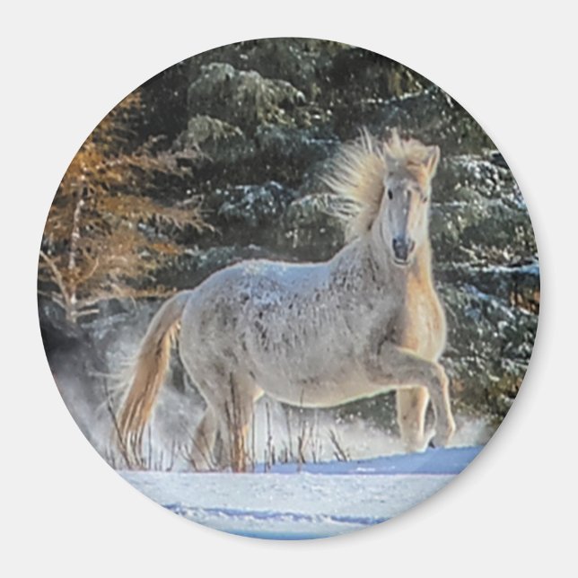 Playful White Horse in Winter Snows Photo Magnet (Front)