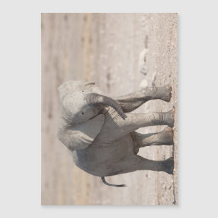 Playful young elephant