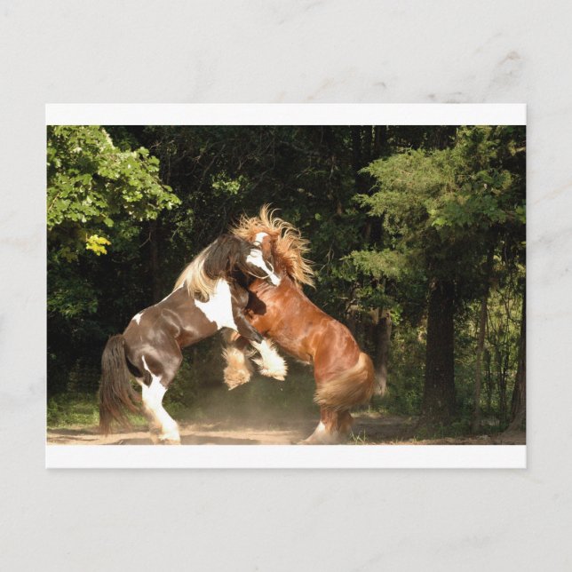 Playing at Sunset Postcard (Front)